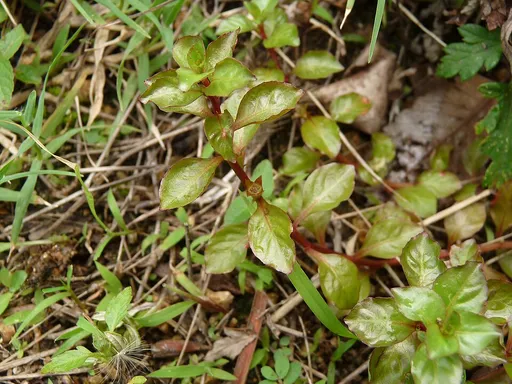 Ludwigia ovalis (Ludwigia ovalis)