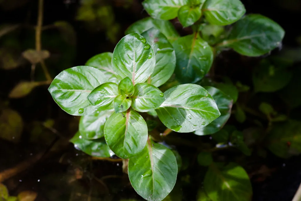 Ludwigia palustris (Ludwigia palustris)