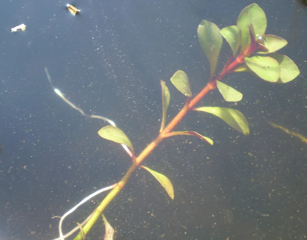 Ludwigia repens (Ludwigia repens)