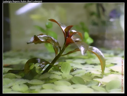 Ludwigia Rubin (Ludwigia repens 'Rubin')