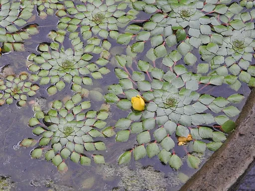 Mosaic plant (Ludwigia sedioides)