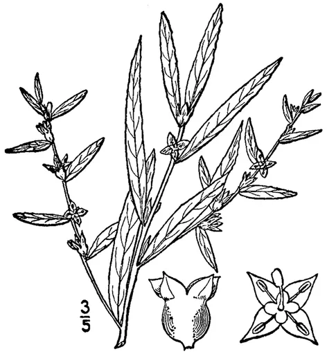 Ludwigia sphaerocarpa (Ludwigia sphaerocarpa)