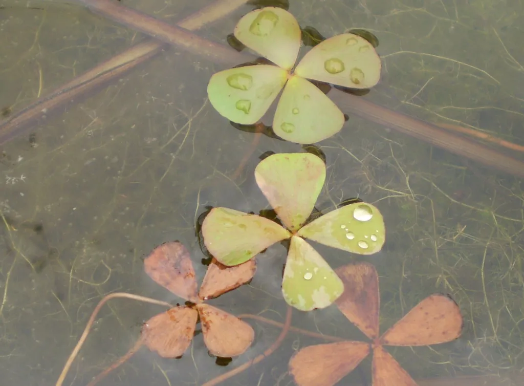 Dwarf water clover (Marsilea crenata)