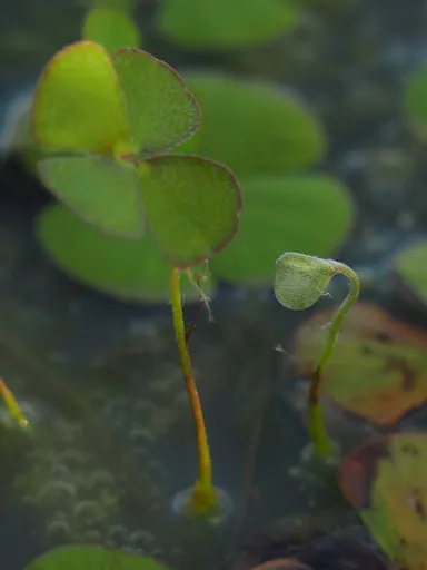 Common nardoo (Marsilea drummondii)