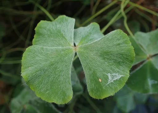 Marsilea hirsuta (Marsilea hirsuta)