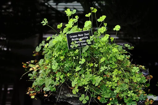 Marsilea quadrifolia (Marsilea quadrifolia)