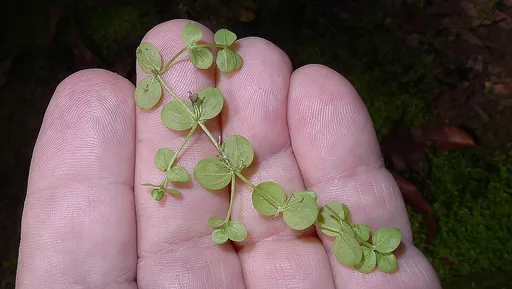 Giant baby tears (Micranthemum umbrosum)