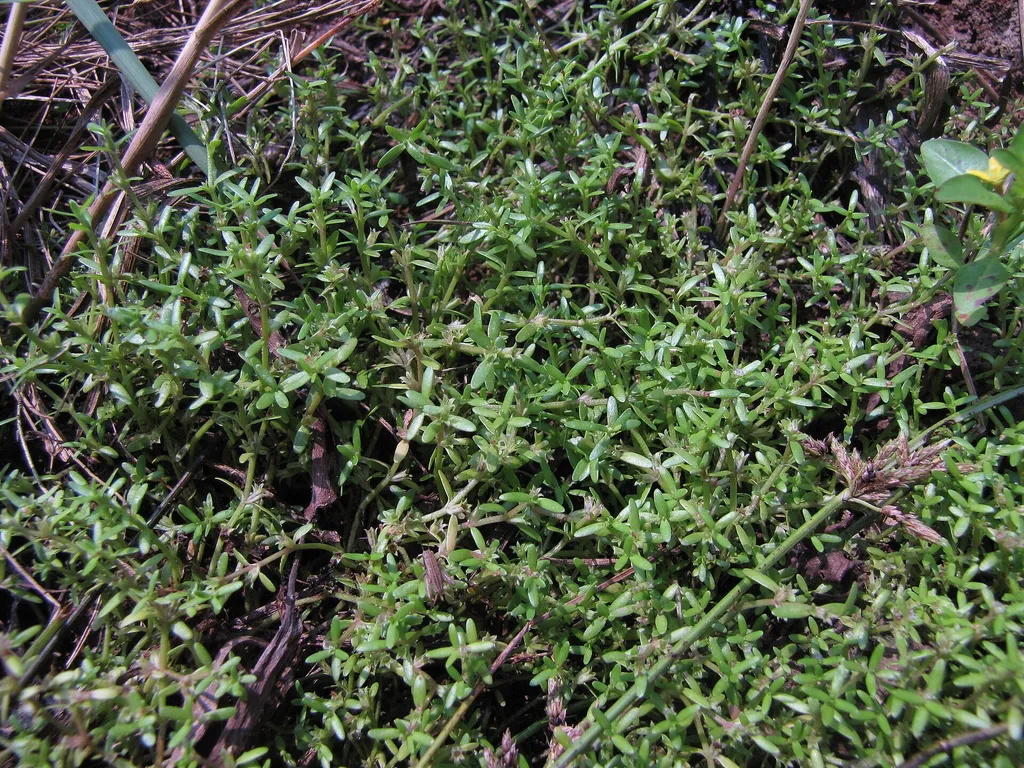 Microcarpaea minima (Microcarpaea minima)