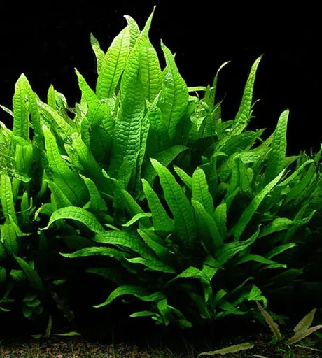 Java fern (Microsorum pteropus)
