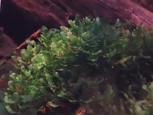 Pellia (Monosolenium tenerum)