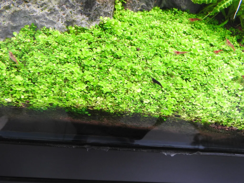 Monte Carlo (Micranthemum tweediei)