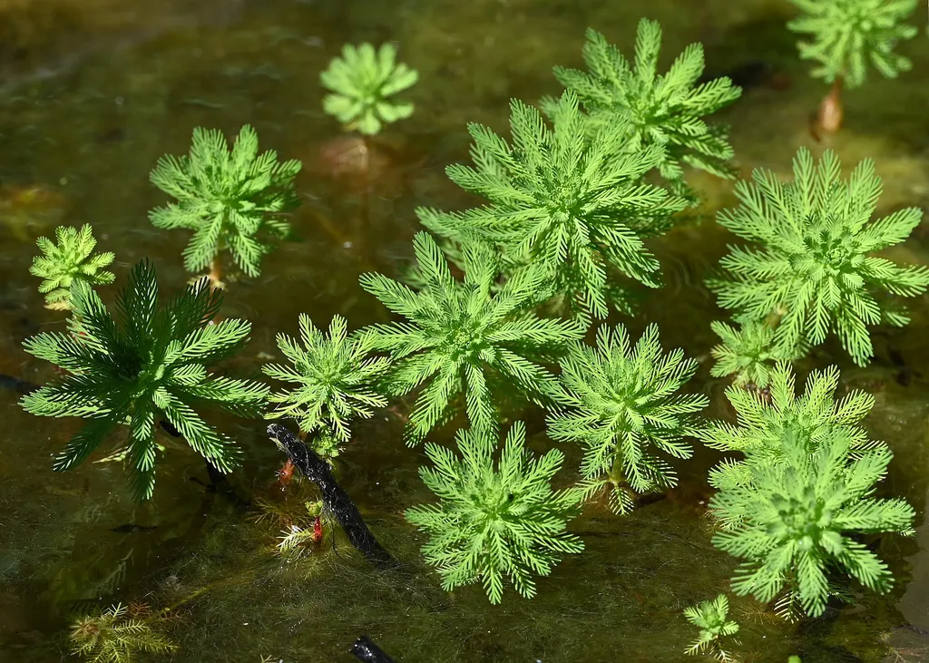 Parrot's feather (Myriophyllum aquaticum)