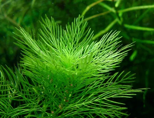 Myriophyllum Guyana (Myriophyllum mattogrossense)