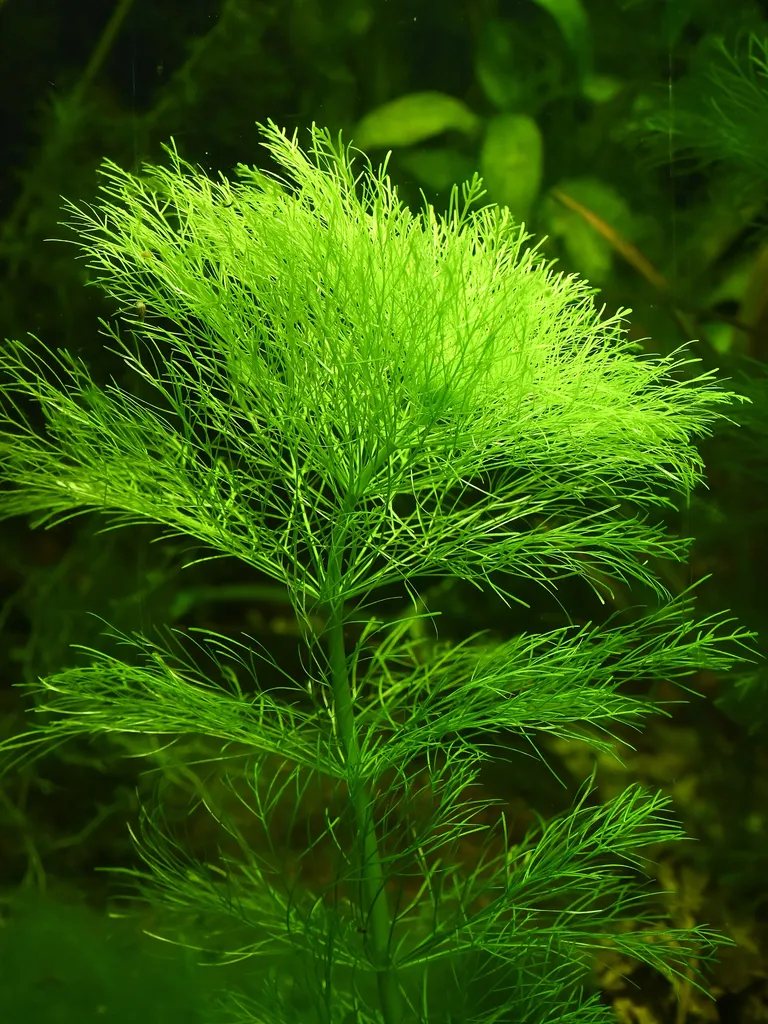 Myriophyllum tetrandrum (Myriophyllum tetrandrum)