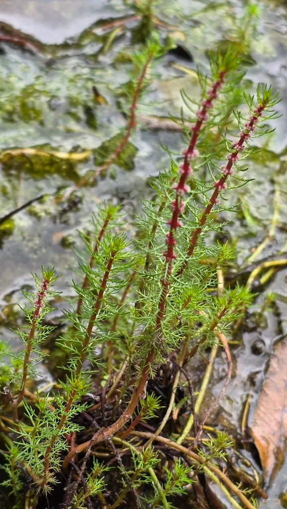 Myriophyllum ussuriense (Myriophyllum ussuriense)