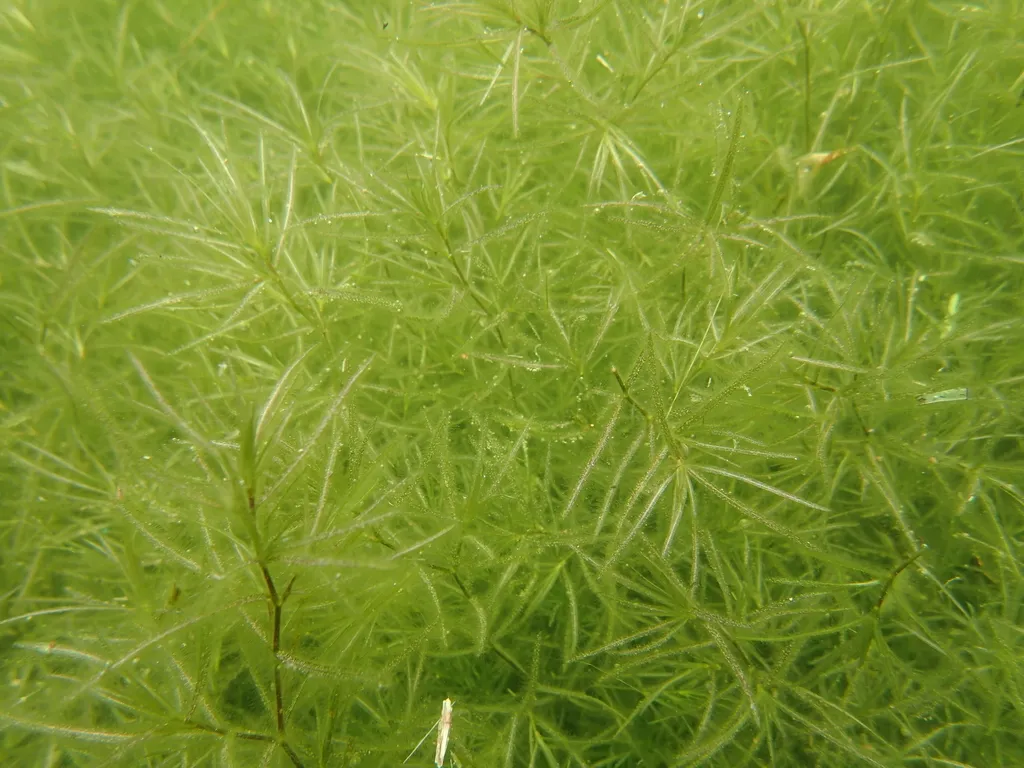 Guppy grass (Najas guadalupensis)