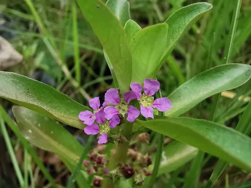 Nesaea crassicaulis (Ammannia crassicaulis)