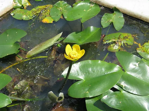 Japanese spatterdock (Nuphar japonica)