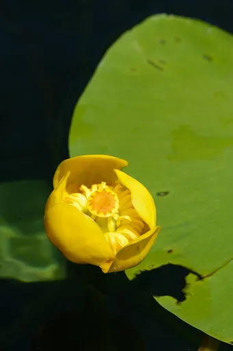Yellow pond lily (Nuphar lutea)