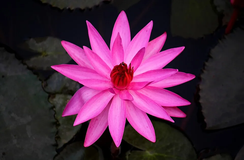 Red tiger lotus (Nymphaea lotus)