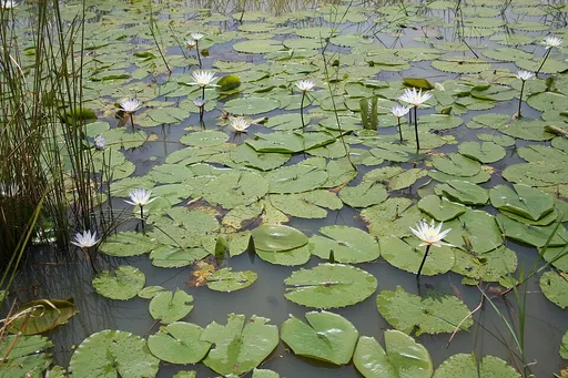 Micrantha lily (Nymphaea micrantha)