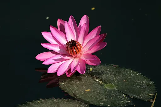 Red water lily (Nymphaea rubra)
