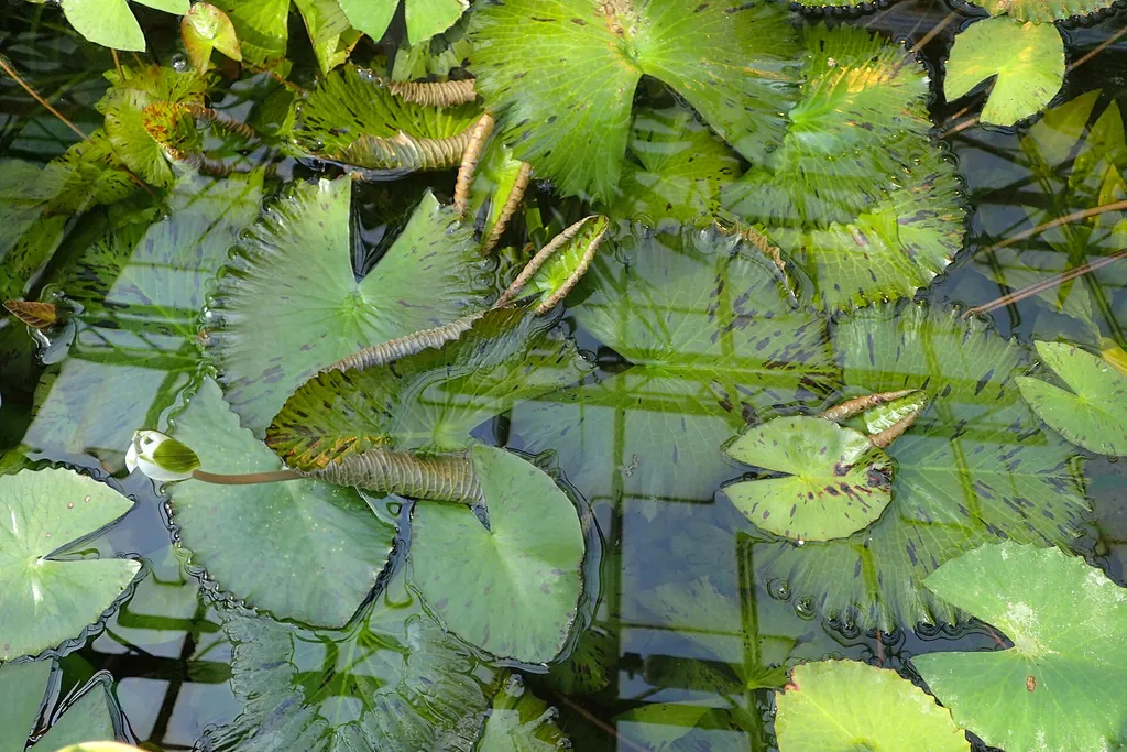 Tiger lotus (Nymphaea zenkeri)