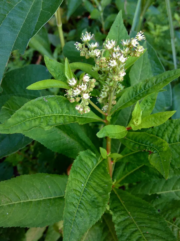 Penthorum sedoides (Penthorum sedoides)