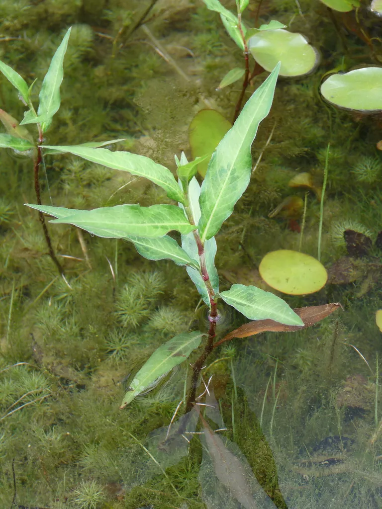 Persicaria hydropiper (Persicaria hydropiper)