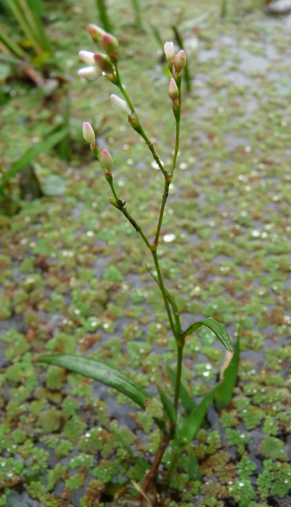 Persicaria praetermissa (Persicaria praetermissa)