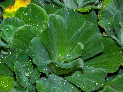 Dwarf water lettuce (Pistia stratiotes)