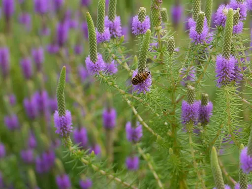 Pogostemon erectus (Pogostemon deccanensis)