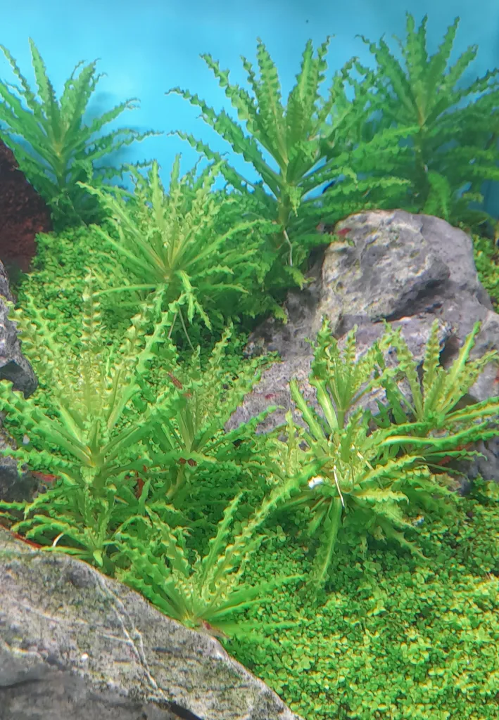 Pogostemon helferi (Pogostemon helferi)