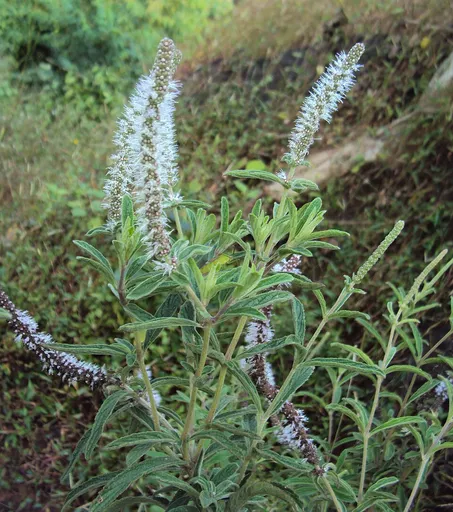 Pogostemon quadrifolius (Pogostemon quadrifolius)