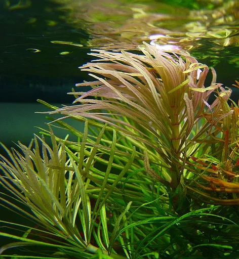 Pogostemon stellatus (Pogostemon stellatus)