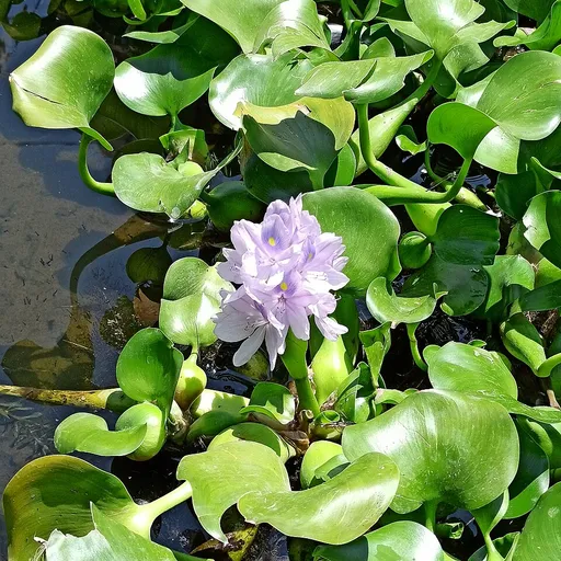 Water hyacinth (Pontederia crassipes)