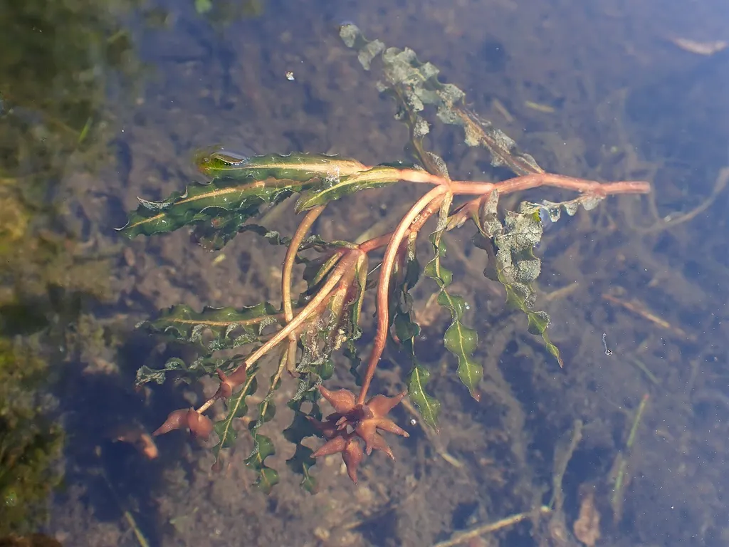 Potamogeton crispus (Potamogeton crispus)