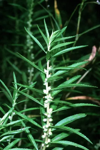 Mermaid weed (Proserpinaca palustris)