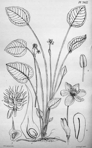 Dwarf chain sword (Ranalisma rostratum)