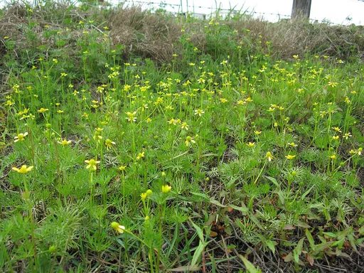Ranunculus (Ranunculus inundatus)