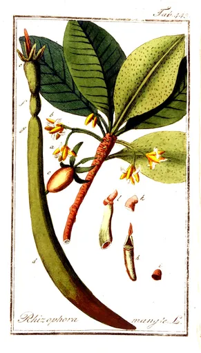 Red mangrove (Rhizophora mangle)