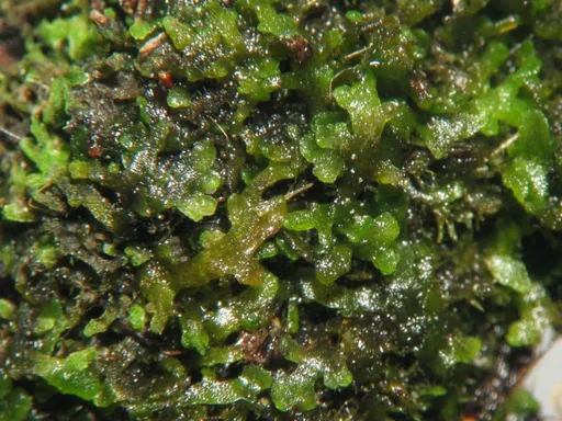 Mini pellia (Riccardia chamedryfolia)