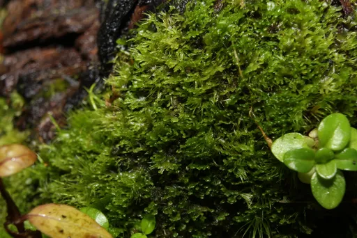 Coral moss (Riccardia graeffei)