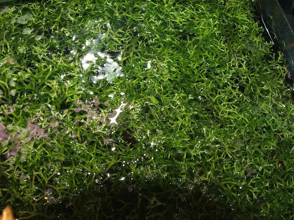 Riccia fluitans (Riccia fluitans)