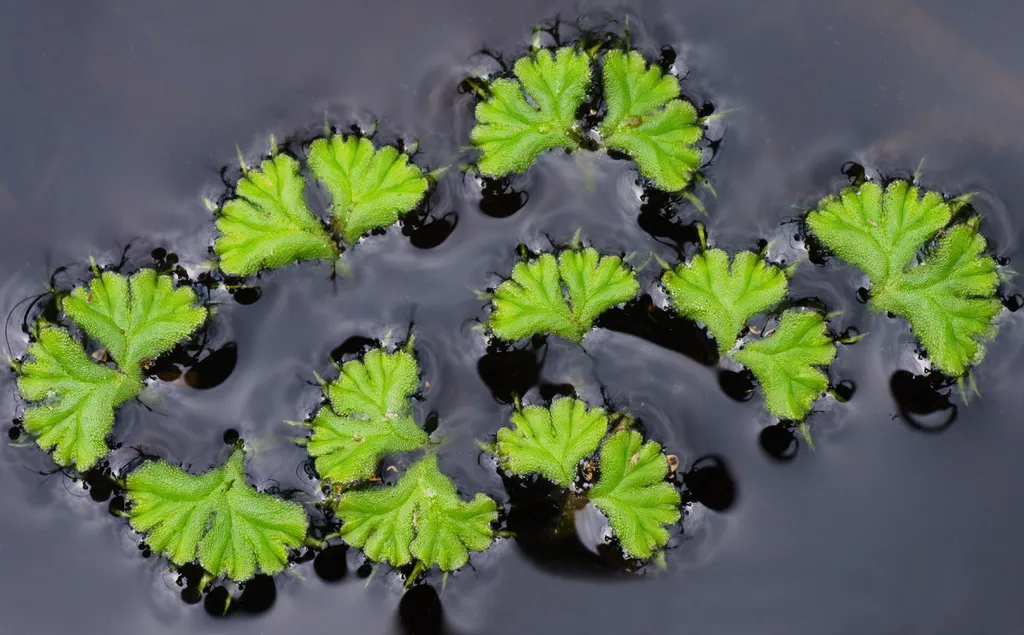 Ricciocarpos natans (Ricciocarpos natans)