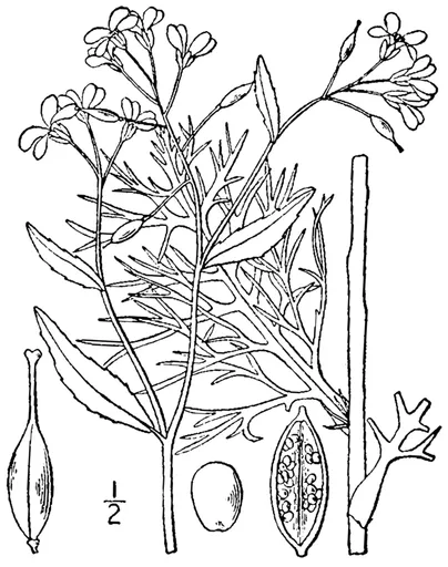 Lake cress (Rorippa aquatica)