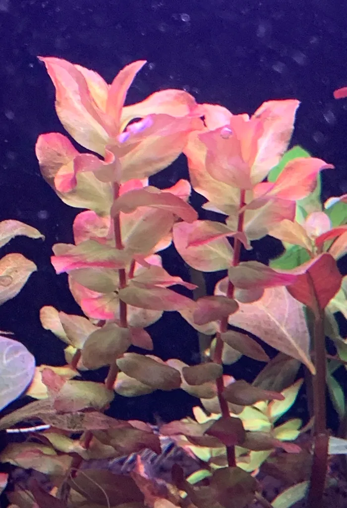 Rotala macrandra (Rotala macrandra)