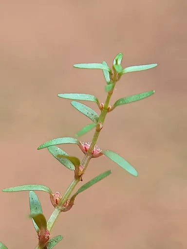 Rotala pusilla (Rotala mexicana)