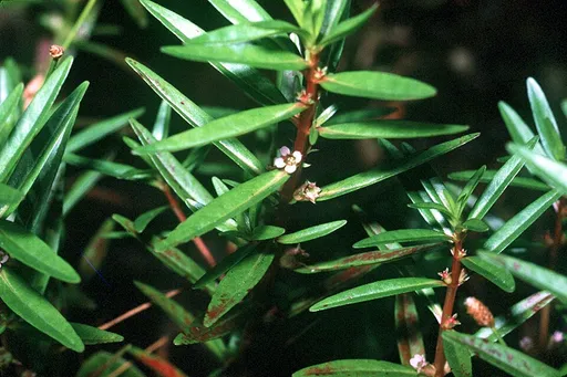 Rotala ramosior (Rotala ramosior)