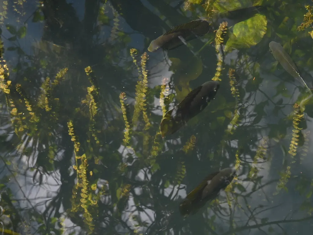 Rotala rotundifolia (Rotala rotundifolia)